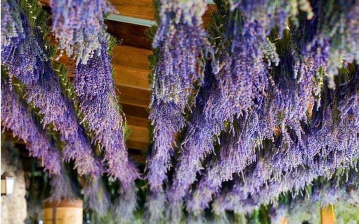 pergolato con lavanda