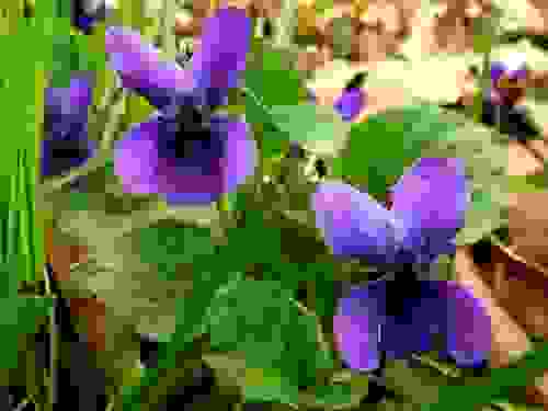 Che fiori mettere sul balcone viola-mammola
