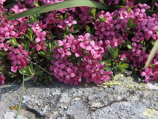 daphne