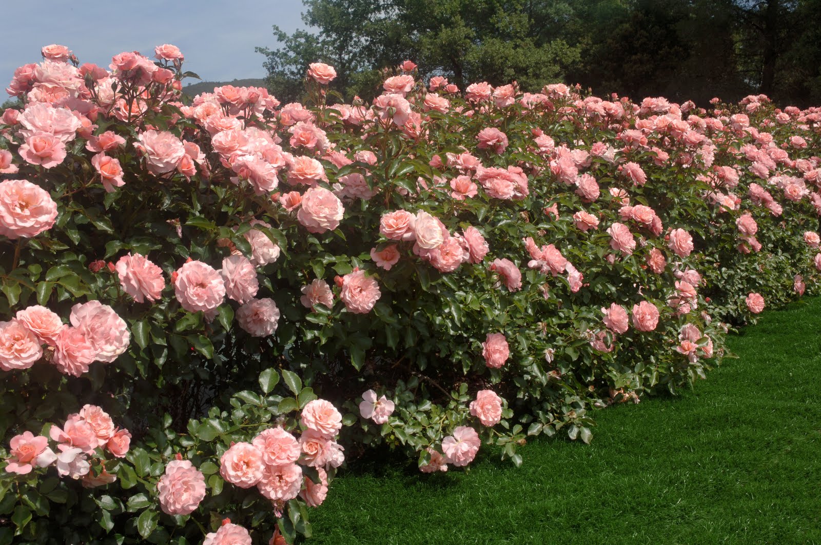Come preparare il giardino per la primavera Ispirazioni Giardino Scale