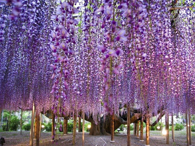 Fiori per giardino primaverili Fiori per giardino primaverili: il glicine