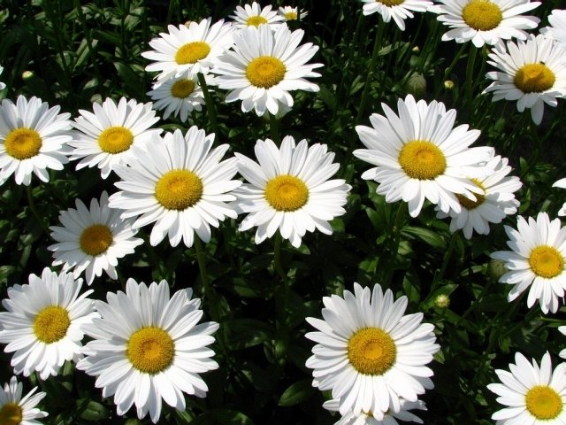 Fiori per giardino primaverili: le margherite, semplici ma molto eleganti Fiori per giardino primaverili: le margherite, semplici ma molto eleganti