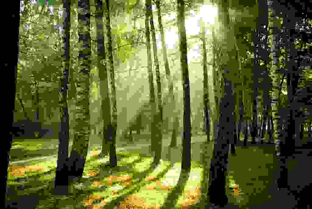 legno sostenibile da foreste