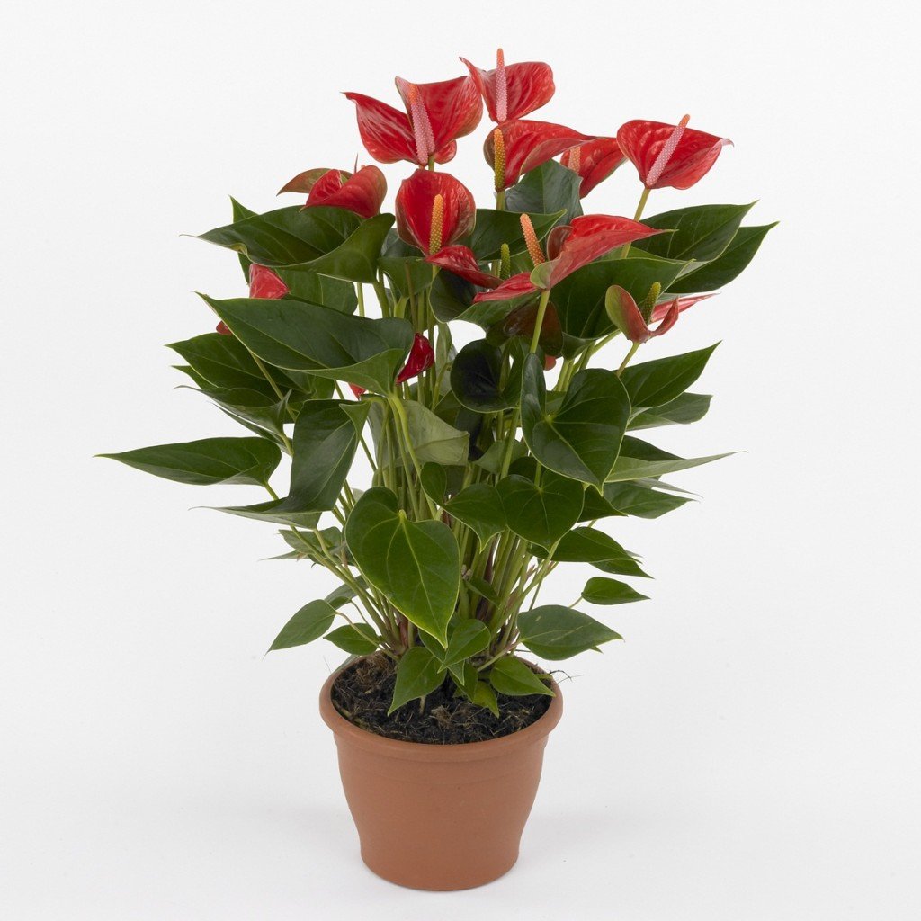 anthurium - Piante da appartamento