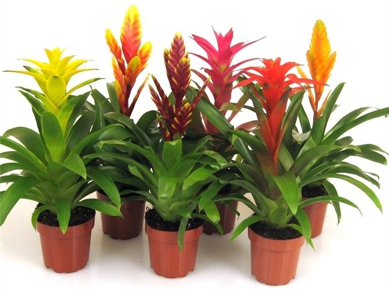 bromelia