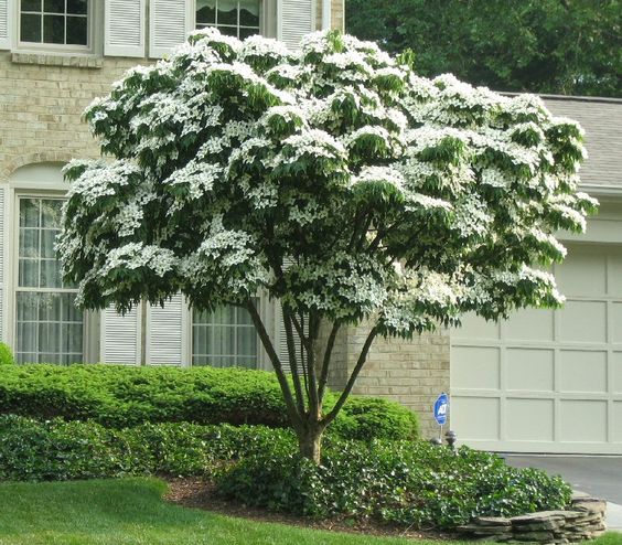 Alberi da giardino il corniolo giapponese