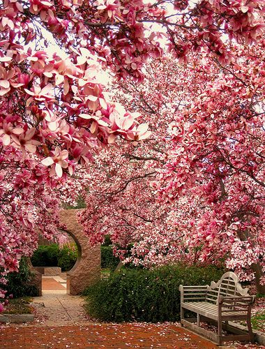 Alberi da giardino Magnolia