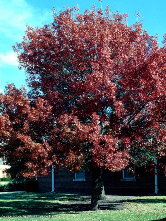 Alberi da giardino quercia rossa