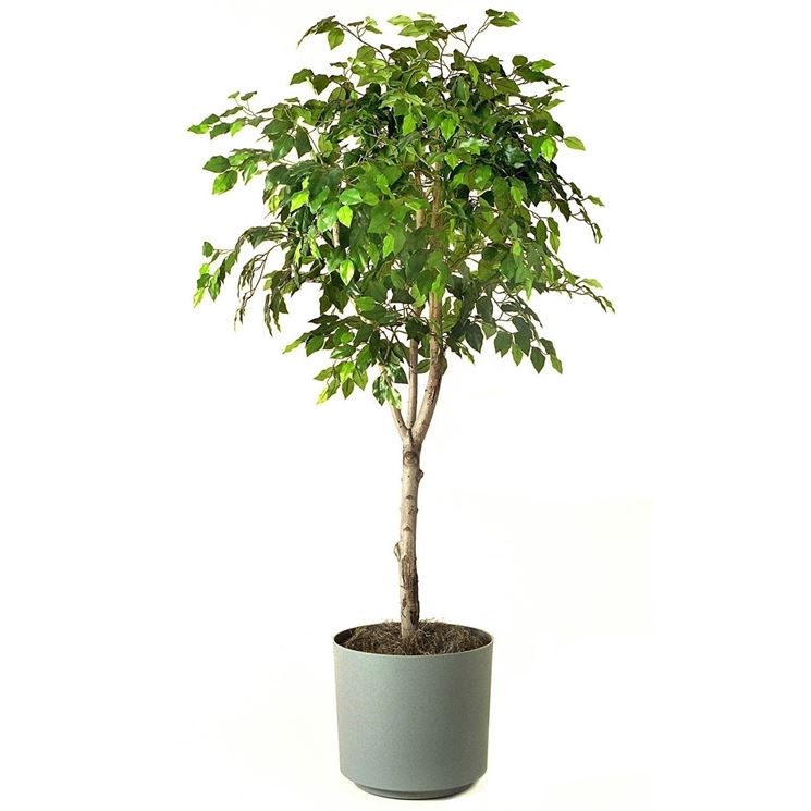 ficus benjamin