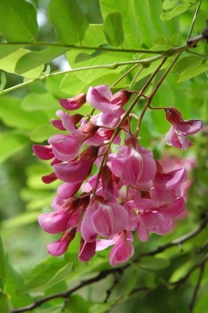 Indigofera Tinctoria colore indaco