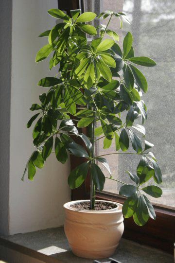 Schefflera piante ornamentali