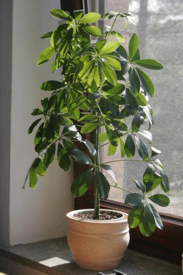  Schefflera piante ornamentali