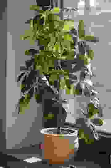  Schefflera piante ornamentali