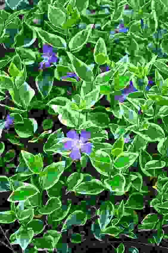 piante ornamentali