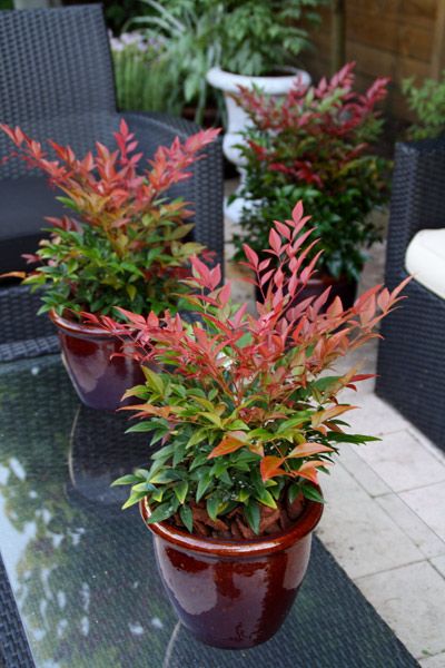 piante ornamentali nandina