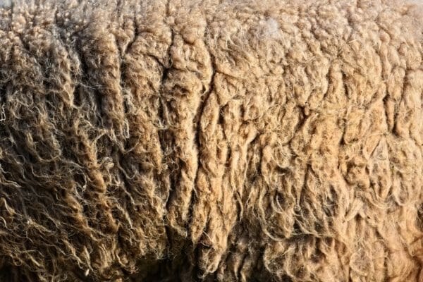 lana di montone