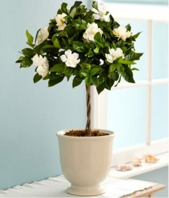 gardenia