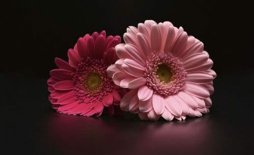 Gerbera