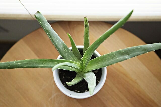 aloe vera