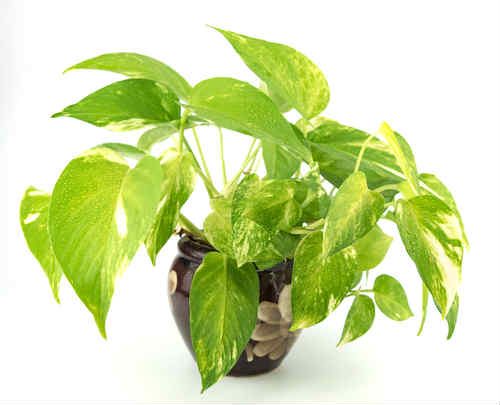 Pothos dorato