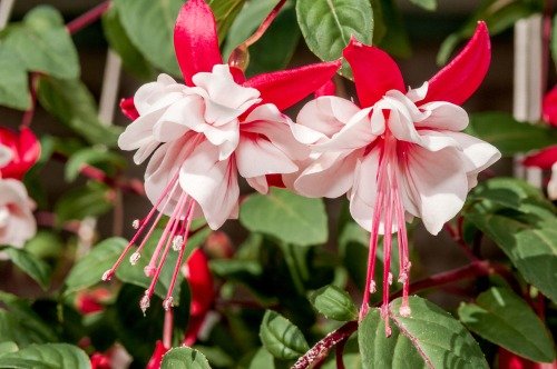 La pianta da cui deriva il colore fuchsia