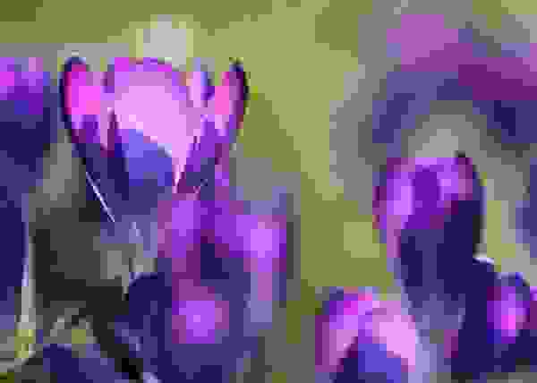 colore viola - il fiore