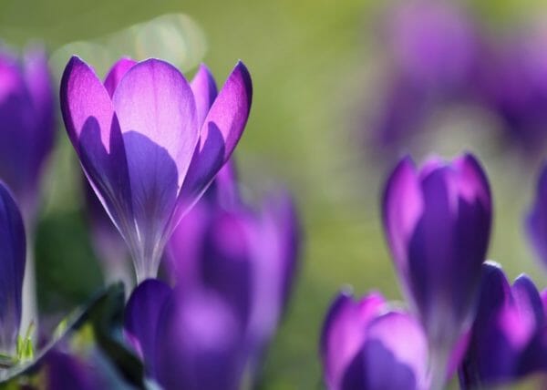 colore viola - il fiore