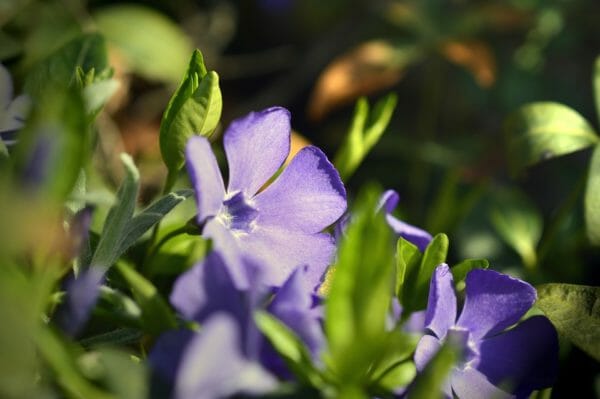 colore pervinca- fiore