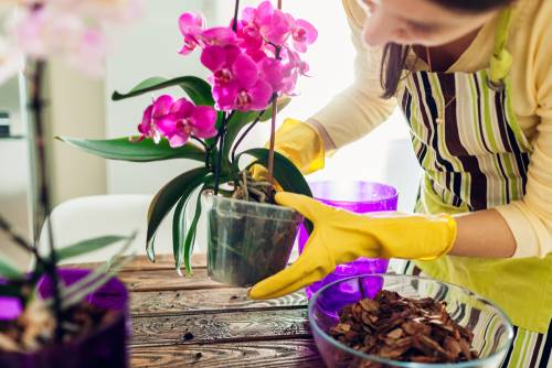 Come Fare Rifiorire Le Orchidee In Modo Semplice Tutti I