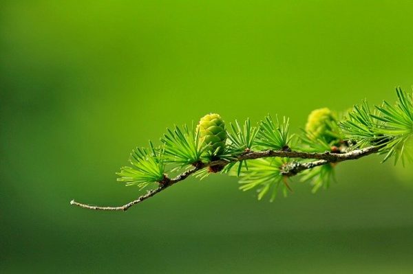 Sfumature di colore verde