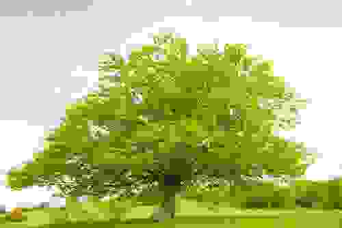 albero di faggio