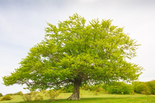 albero di faggio