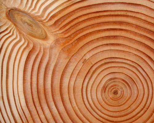 legno di abete