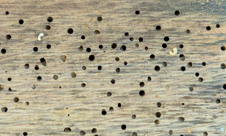 Come eliminare il tarlo del legno