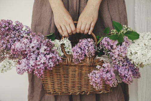 cesto per lavanda in vimini