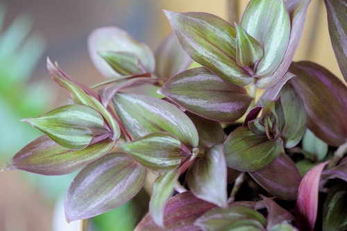 Tradescantia Zebrina