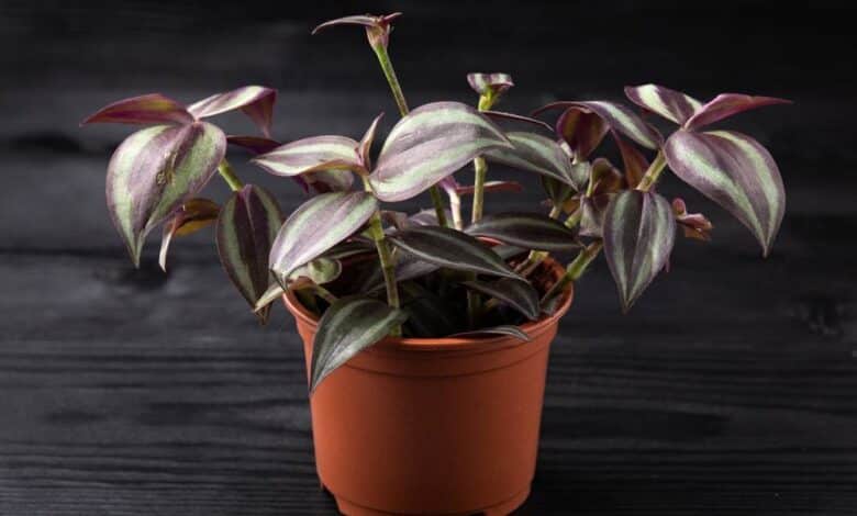 Tradescantia Zebrina