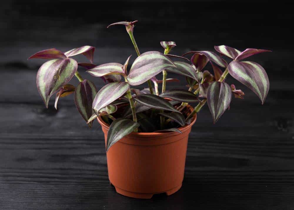 Tradescantia Zebrina